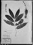 Field Museum photo negatives collection; München specimen of Calyptranthes lateriflora DC., BRAZIL, C. F. P. Martius, Holotype, M