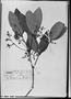 Field Museum photo negatives collection; München specimen of Calyptranthes melanoclada O. Berg, BRAZIL, J. B. E. Pohl, Possible type, M