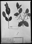 Field Museum photo negatives collection; München specimen of Calyptranthes mutabilis O. Berg, BRAZIL, L. Riedel, Isotype, M