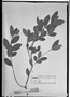 Field Museum photo negatives collection; München specimen of Myrcia banisteriifolia DC., BRAZIL, C. F. P. Martius, Holotype, M