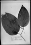 Field Museum photo negatives collection; München specimen of Piper paulianum C. DC., PERU, T. P. X. Haenke, Type [status unknown], M