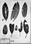 Field Museum photo negatives collection; München specimen of Plumeria loranthifolia Müll. Arg., BRAZIL, C. F. P. Martius, Type [status unknown], M