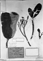 Field Museum photo negatives collection; München specimen of Plumeria martiusii Müll. Arg., BRAZIL, C. F. P. Martius, Type [status unknown], M