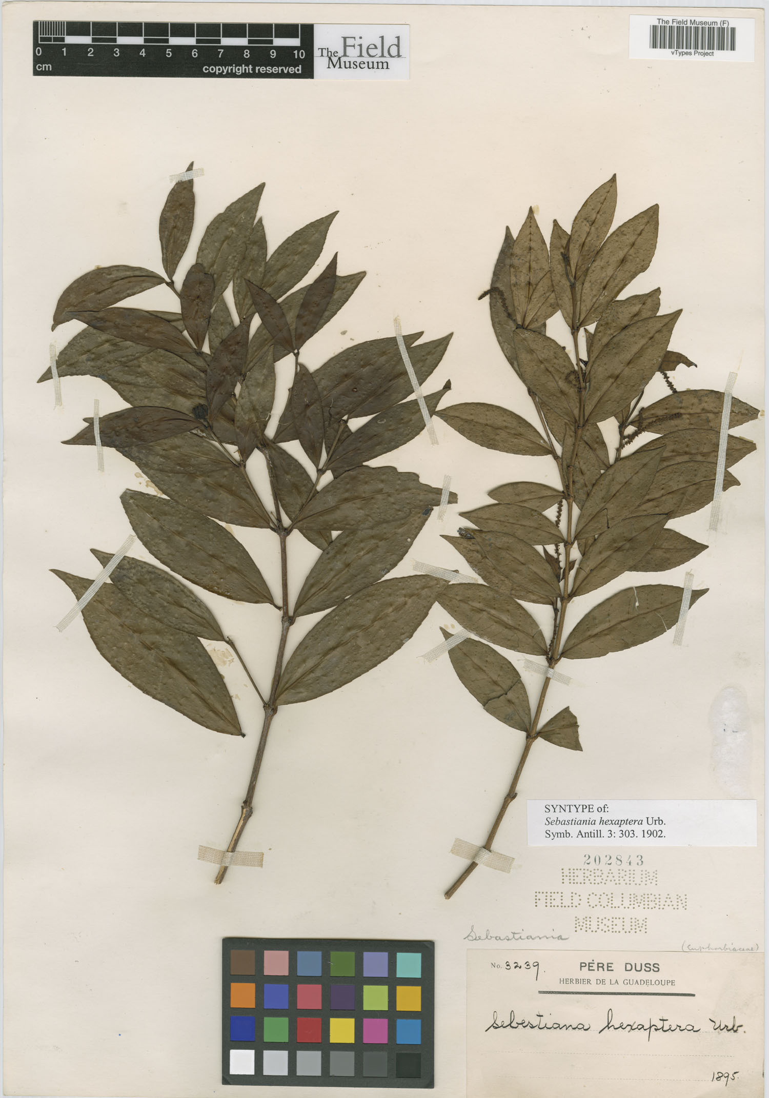 Sebastiania hexaptera image