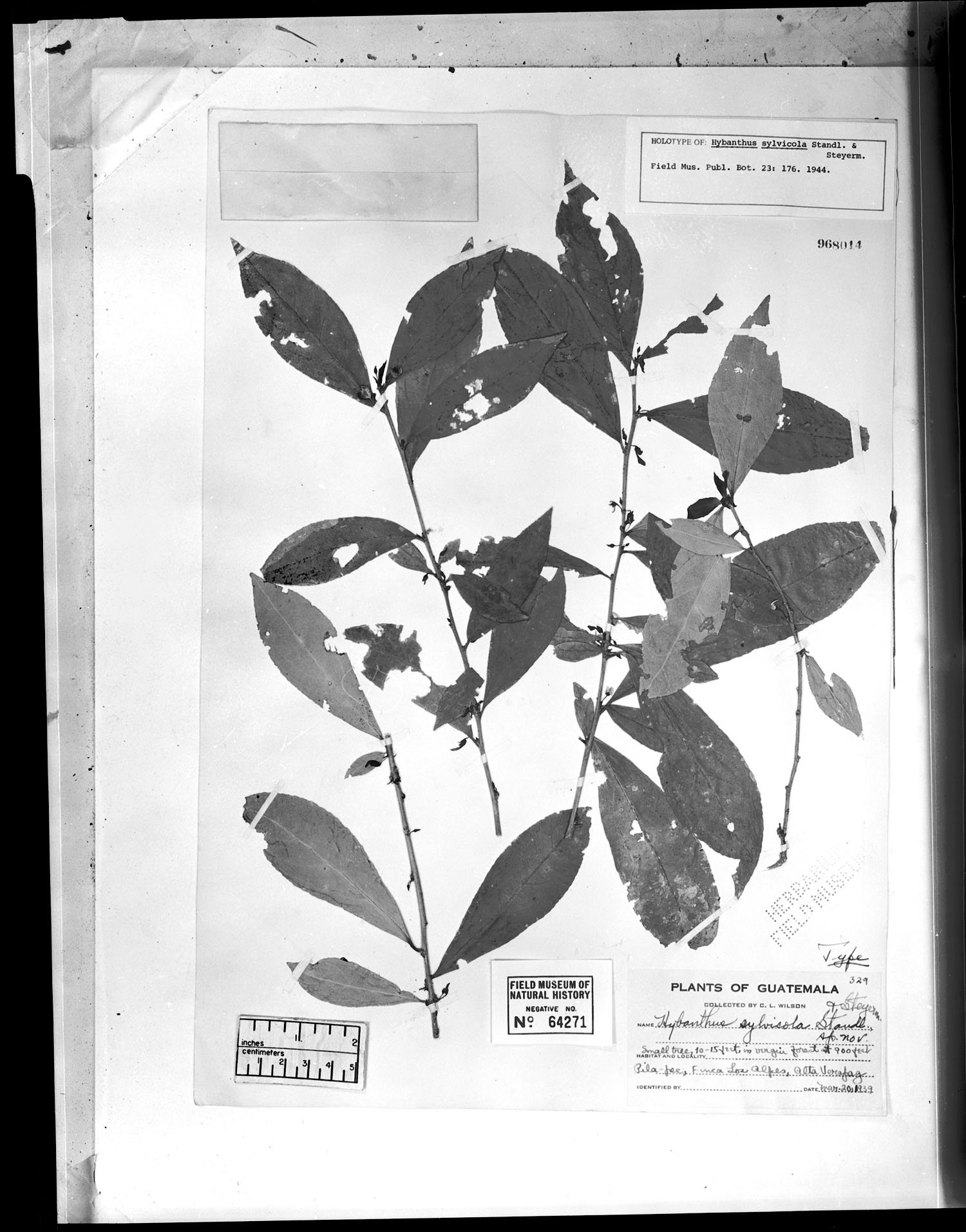 Hybanthus sylvicola image