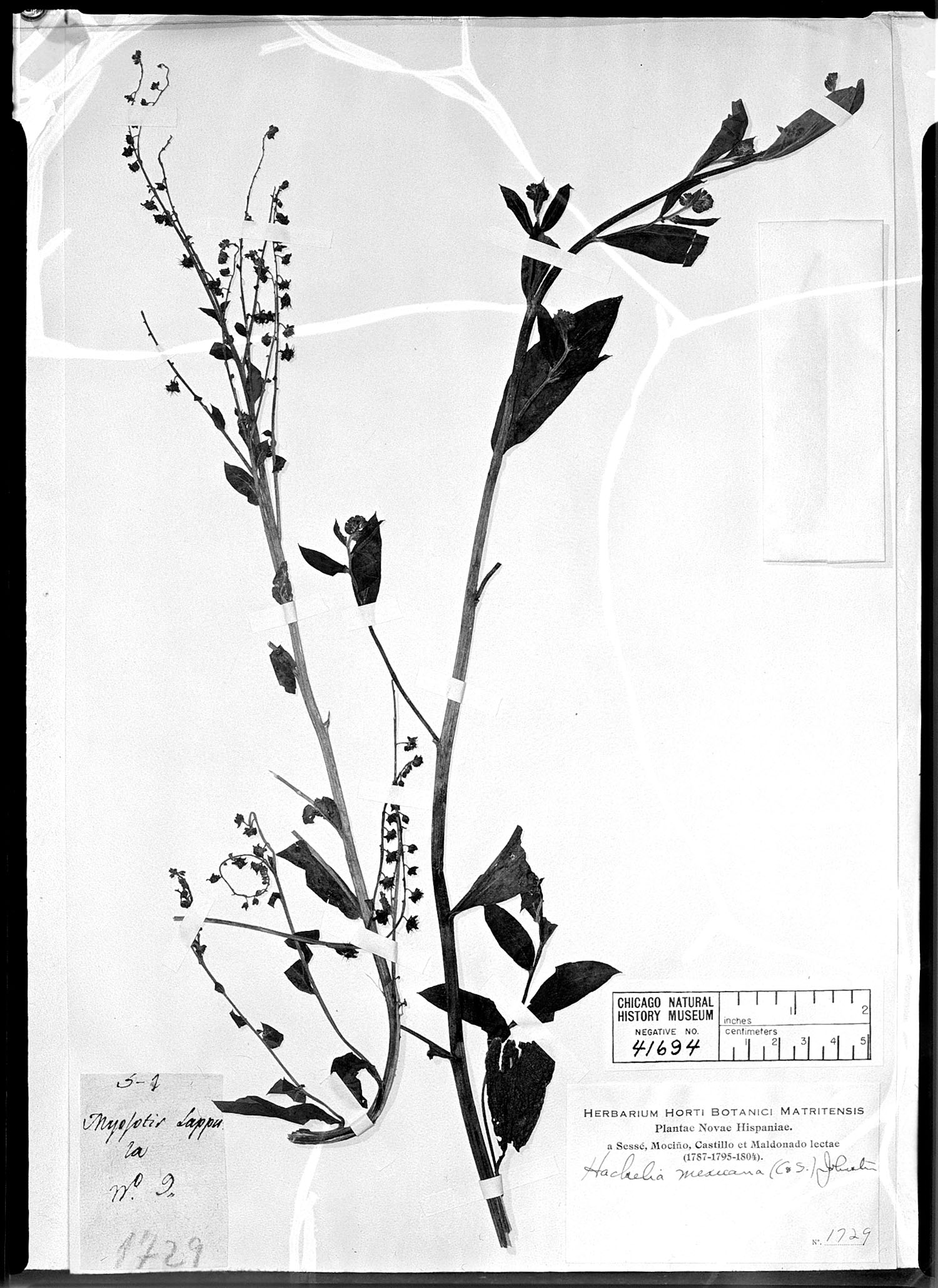 Hackelia mexicana image