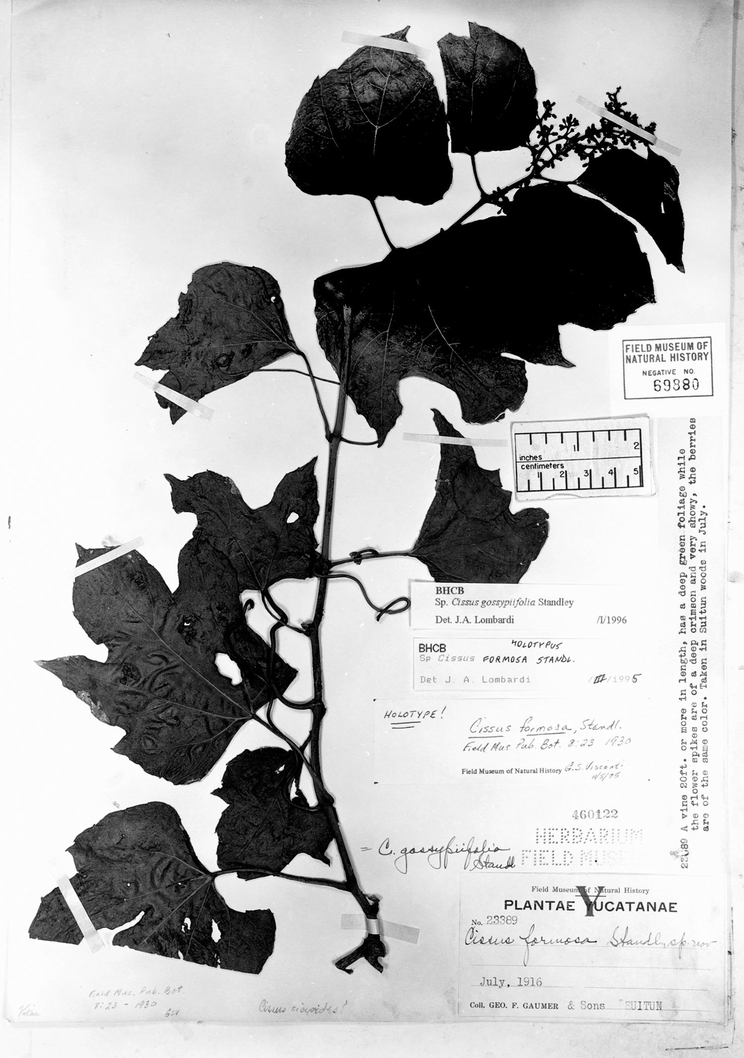 Cissus gossypiifolia image