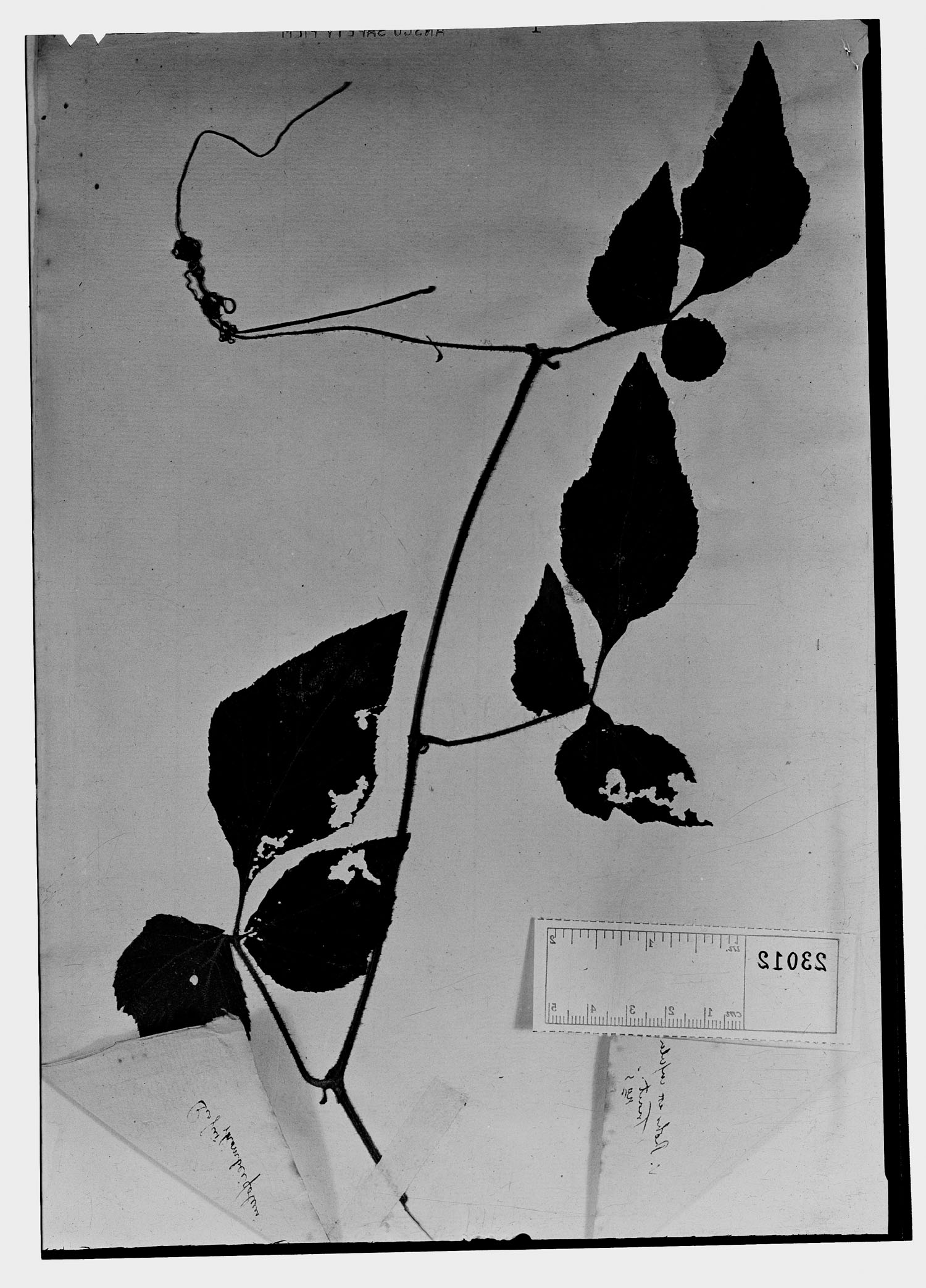 Cissus rhombifolia image