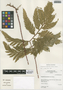 Selaginella haematodes (Kunze) Spring, Peru, I. M. Sánchez Vega 8087, F