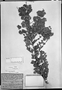 Field Museum photo negatives collection; München specimen of Hyptis spiraeaefolia Mart., BRAZIL, C. F. P. Martius, Holotype, M