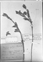 Field Museum photo negatives collection; München specimen of Ruellia helianthemum (Nees) Lindau, BRAZIL, C. F. P. Martius, Type [status unknown], M