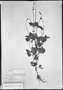 Field Museum photo negatives collection; München specimen of Salvia humilis Benth., MEXICO, W. F. Karwinsky von Karwin, Type [status unknown], M