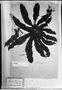Field Museum photo negatives collection; München specimen of Cecropia schreberiana Miq., Type [status unknown], M