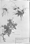 Field Museum photo negatives collection; München specimen of Ruprechtia viraru Griseb., URUGUAY, P. G. Lorentz, Type [status unknown], M