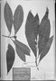 Field Museum photo negatives collection; München specimen of Dorstenia appendiculata Miq., BRAZIL, C. F. P. Martius, Type [status unknown], M