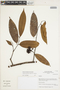 Guatteria punctata (Aubl.) R. A. Howard, Peru, I. M. Sánchez Vega 9521, F