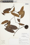 Guatteria punctata (Aubl.) R. A. Howard, Peru, I. M. Sánchez Vega 9450, F