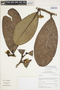 Guatteria griseifolia Maas & Westra, Peru, I. M. Sánchez Vega 9971, F