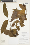 Guatteria punctata (Aubl.) R. A. Howard, Peru, I. M. Sánchez Vega 8622, F