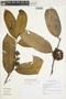 Guatteria punctata (Aubl.) R. A. Howard, Peru, I. M. Sánchez Vega 11227, F