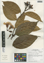 Odontadenia verrucosa (Roem. & Schult.) K. Schum. ex Markgr., Peru, I. M. Sánchez Vega 8372, F