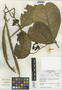 Prestonia trifida (Poepp.) Woodson ex Gleason & A. C. Sm., Peru, I. M. Sánchez Vega 8948, F