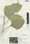 Anthurium Schott, Peru, I. M. Sánchez Vega 9384, F