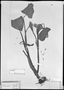 Field Museum photo negatives collection; München specimen of Pontederia cordifolia Mart., BRAZIL, C. F. P. Martius, Type [status unknown], M
