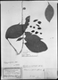 Field Museum photo negatives collection; München specimen of Rinorea pseudofalcata Melch., BRAZIL, R. Spruce 1069, Type [status unknown], M