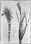 Field Museum photo negatives collection; München specimen of Vellozia albiflora Pohl, BRAZIL, J. B. E. Pohl, Type [status unknown], M