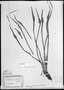 Field Museum photo negatives collection; München specimen of Eichhornia schultiesiana Seub., BRAZIL, C. F. P. Martius, Type [status unknown], M