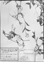 Field Museum photo negatives collection; München specimen of Aneilema bracteolata Mart., BRAZIL, C. F. P. Martius, Type [status unknown], M