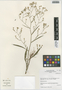 Asteraceae, Peru, I. M. Sánchez Vega 9059, F