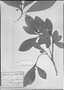 Field Museum photo negatives collection; München specimen of Esenbeckia grandiflora Mart., BRAZIL, C. F. P. Martius, Type [status unknown], M