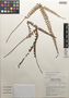 Lindsaea stricta (Sw.) Dryand., Honduras, C. Nelson, F