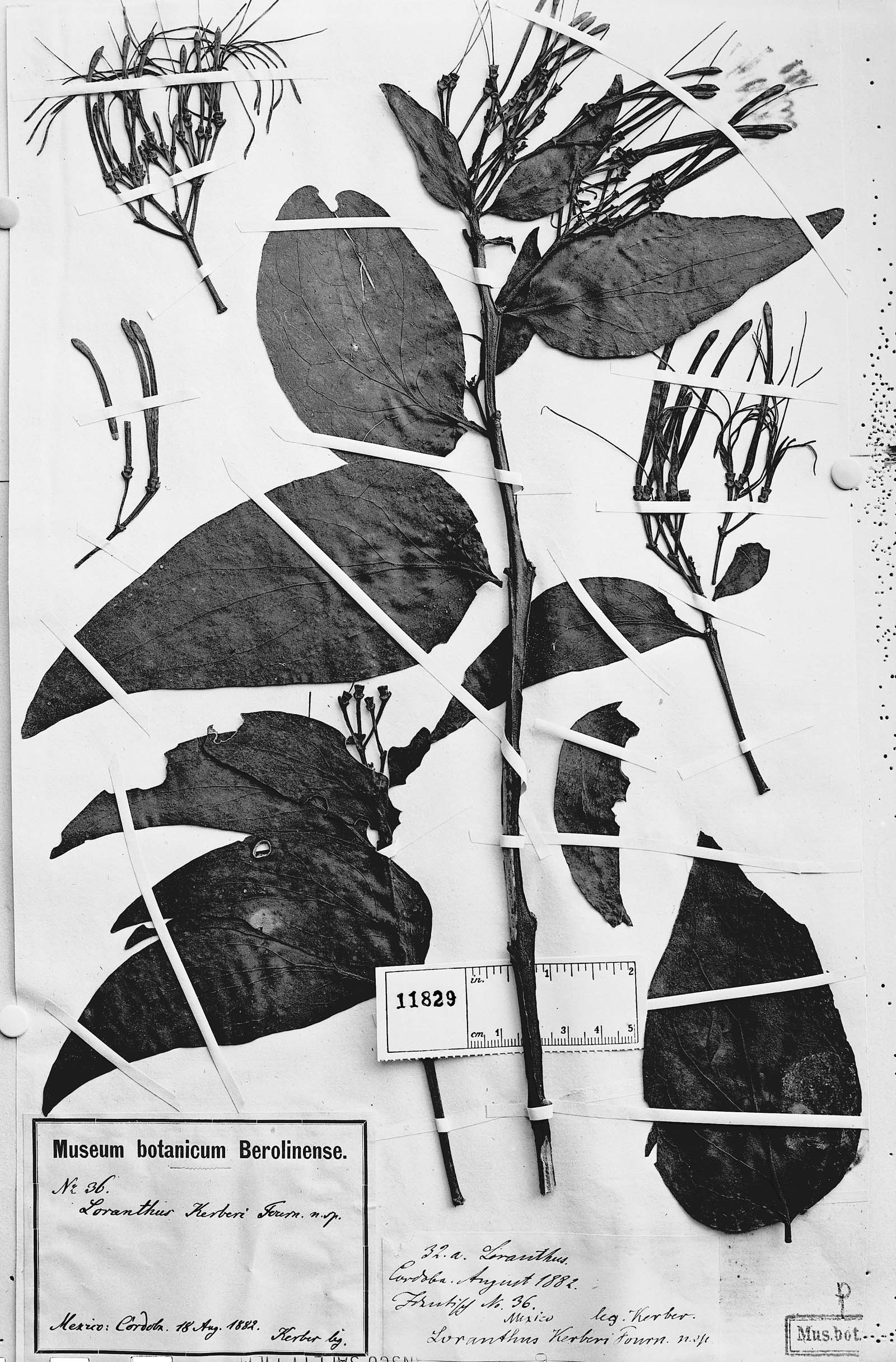 Psittacanthus kerberi image