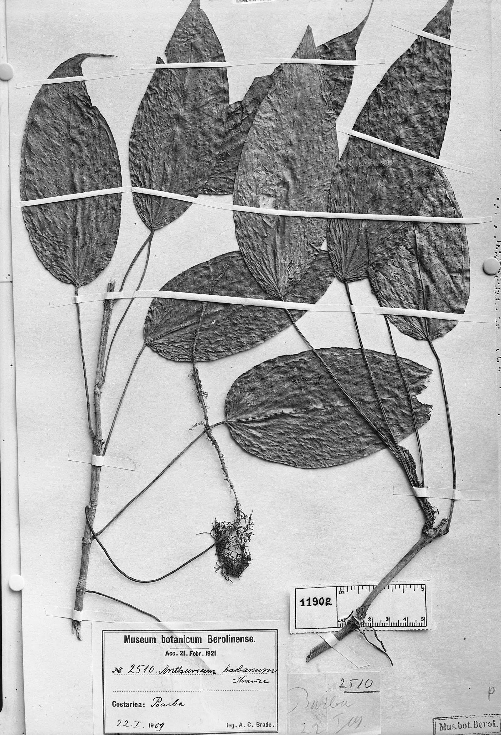 Anthurium microspadix image