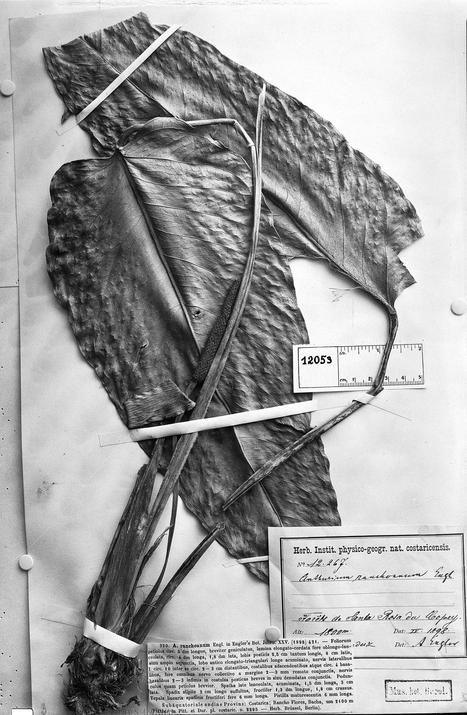 Anthurium ranchoanum image