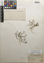 Flora of the Lomas Formations: Linum prostratum Dombey ex Lam., Peru, J. F. Macbride 5966, F