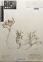 Flora of the Lomas Formations: Linum prostratum Dombey ex Lam., Peru, D. B. Stafford 823, F