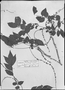 Field Museum photo negatives collection; München specimen of Picramnia peruviana Engl., PERU, T. P. X. Haenke, Type [status unknown], M