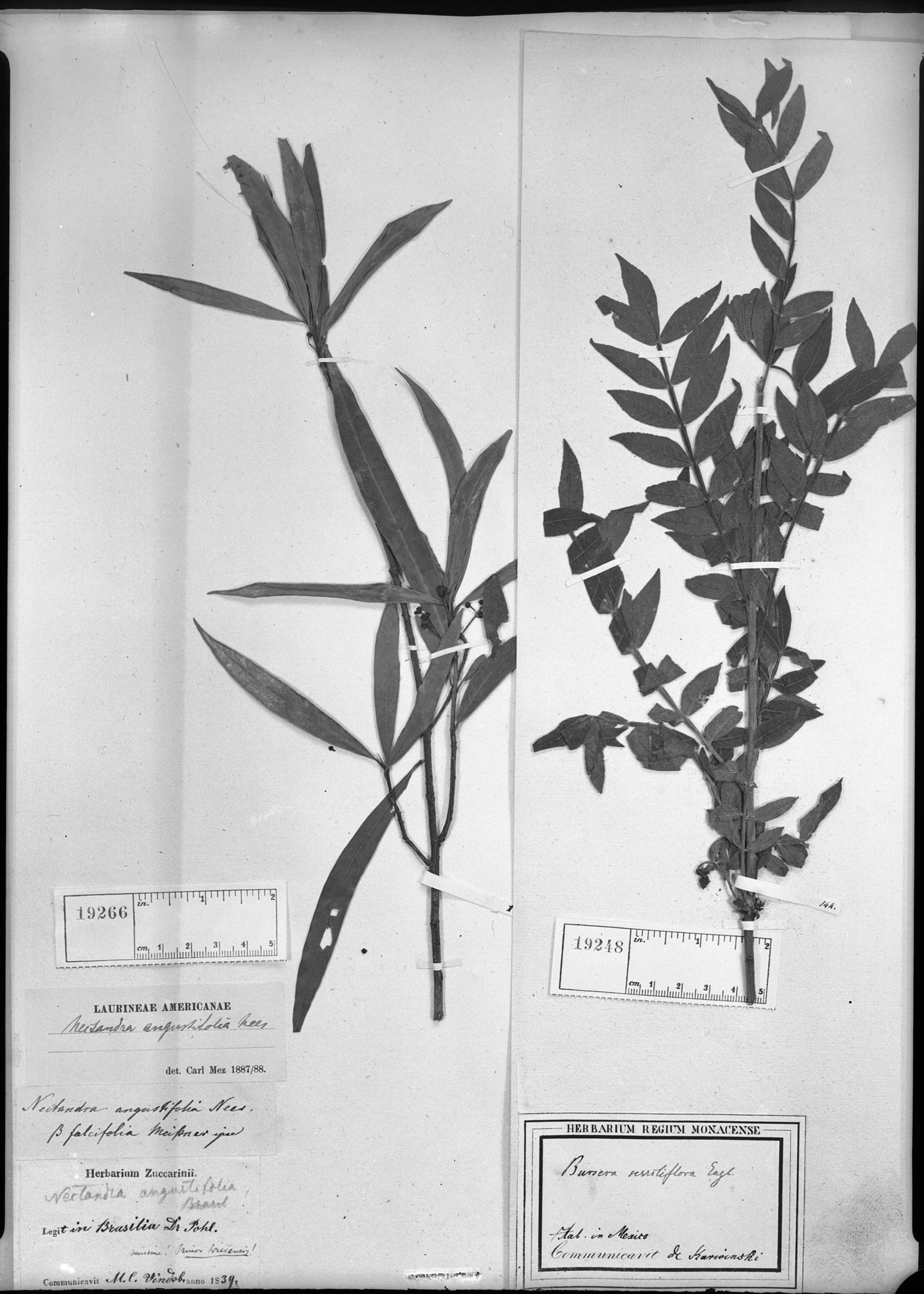 Bursera sessiliflora image