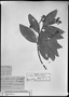 Field Museum photo negatives collection; München specimen of Persea haenkeana Mez, PERU, T. P. X. Haenke s.n., Holotype, M