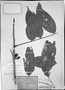 Field Museum photo negatives collection; München specimen of Connarus pachyneurus Radlk., BRAZIL, C. F. P. Martius, Holotype, M