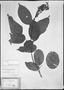 Field Museum photo negatives collection; München specimen of Rourea puberula Baker, BRAZIL, Holotype, M