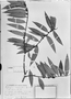 Field Museum photo negatives collection; München specimen of Xylopia carminatum Fr., BRAZIL, L. Riedel 2647, Type [status unknown], M