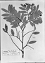 Field Museum photo negatives collection; München specimen of Xylopia emarginata Mart., BRAZIL, C. F. P. Martius, Type [status unknown], M