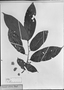 Field Museum photo negatives collection; München specimen of Annona nitida Mart., BRAZIL, C. F. P. Martius, Type [status unknown], M