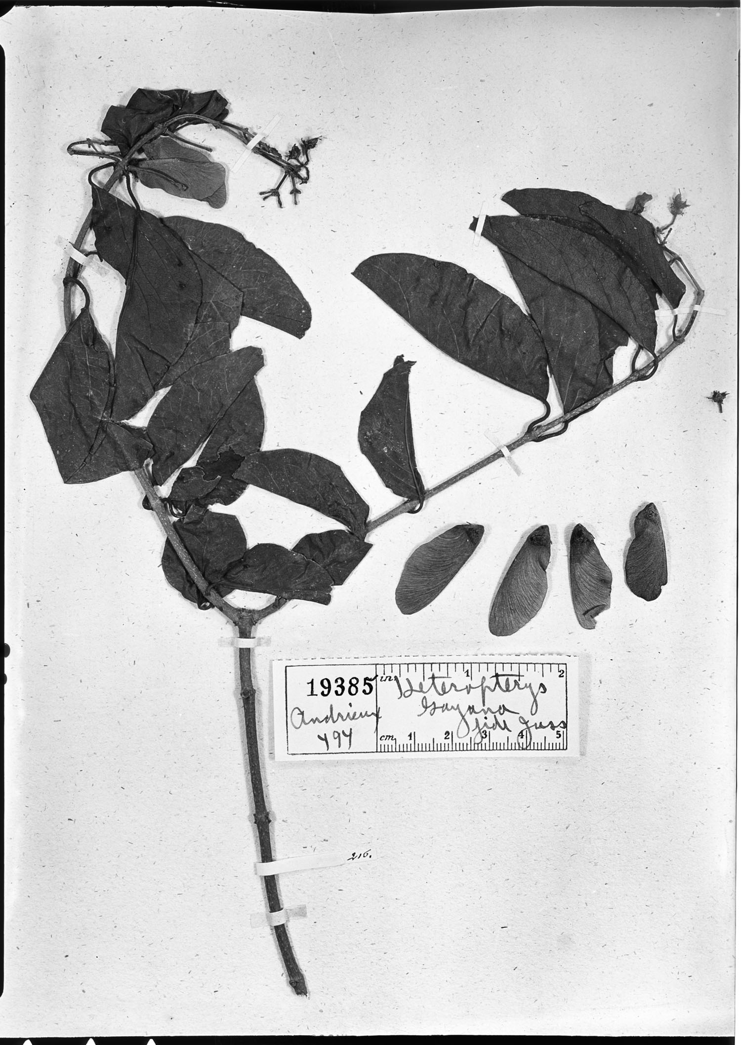 Heteropterys cotinifolia image