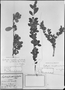 Field Museum photo negatives collection; München specimen of Erythroxylum microphyllum var. cuneifolium Mart., Brazil, C. F. P. Martius s.n., Syntype, M